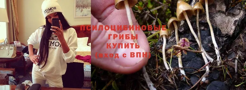 где купить наркотик  Урюпинск  Псилоцибиновые грибы MAGIC MUSHROOMS 